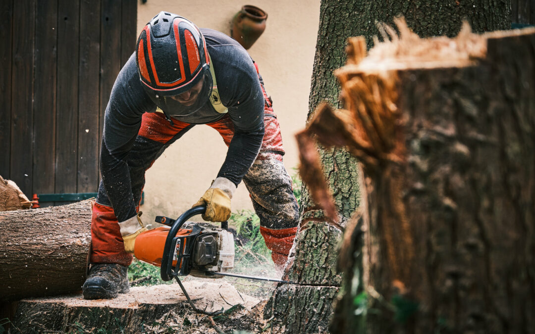 Une entreprise spécialisée dans l’abattage d’arbre à Xonrupt