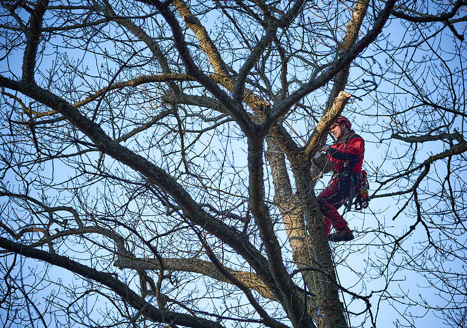 Élagage grande hauteur dans les Vosges : une expertise bénéfique !