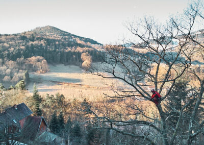 élagage dans les vosges