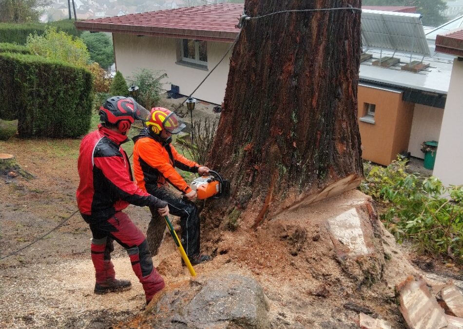 Élagage dans les Vosges : pourquoi la taille régulière de vos arbres est importante